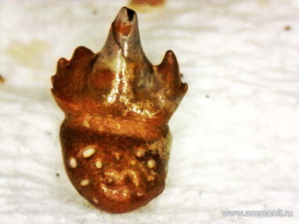 рыбы, нижний карбон, стешевский горизонт, зубы рыб, Заборье, Calopodus