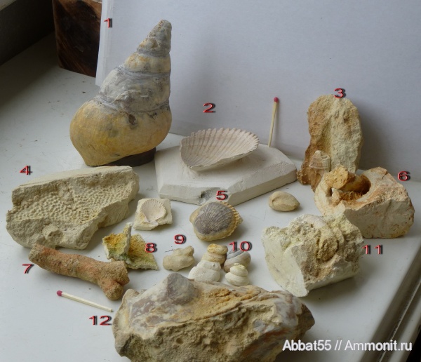 палеоген, средний эоцен, Коноплянский карьер