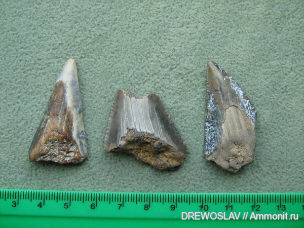 палеогеновые акулы