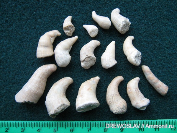 кораллы, кишечнополостные, Scleractinia