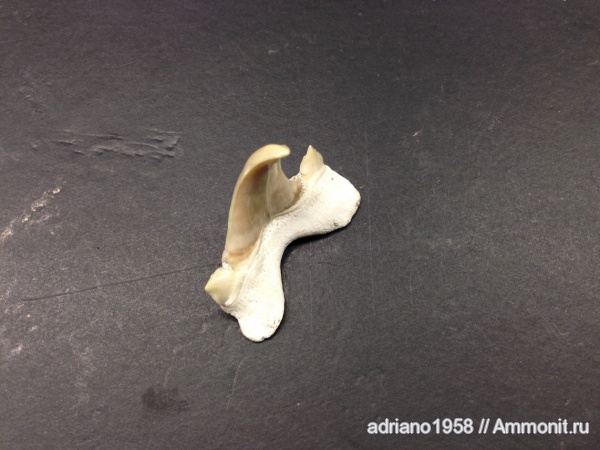 зубы акул, shark teeth