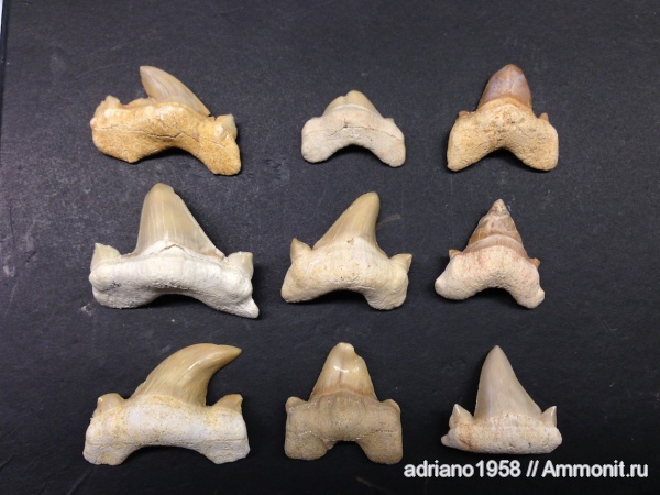 прижизненные повреждения, Otodus