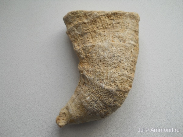 кораллы, кишечнополостные, Gshelia rouilleri, Rugosa