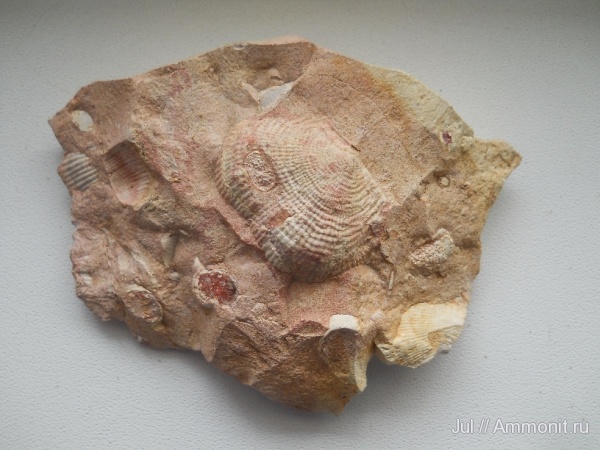 брахиоподы, палеозой, Productida