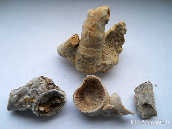 девон, кораллы, палеозой, кишечнополостные, Devonian, Rugosa, Воронежская область