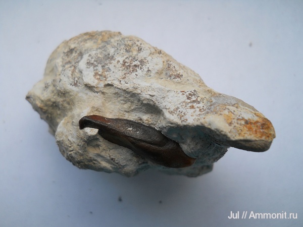 девон, палеозой, Devonian, Воронежская область