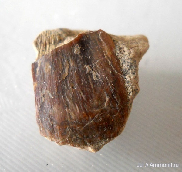 девон, палеозой, окаменевшее дерево, Devonian, Воронежская область