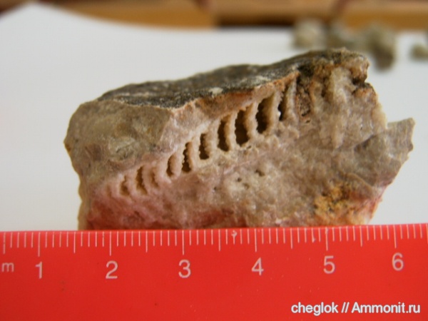 девон, головоногие моллюски, Devonian, Липецкая область