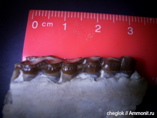 олигоцен, кайнозой, Вайоминг, мезогиппус, Mesohippus