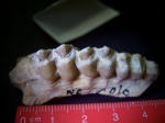 зубы пебротериума