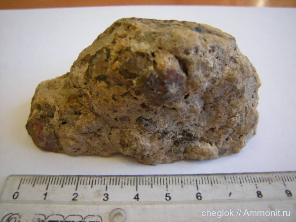 динозавры, копролиты, Юта