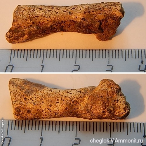 мел, позвоночные, Варавино, Cretaceous