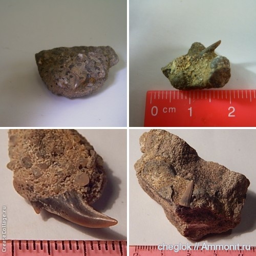 мел, позвоночные, Варавино, Cretaceous