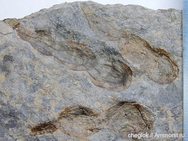 рептилии, юра, Франция, Jurassic