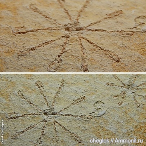 морские лилии, юра, Германия, Золенгофен, Saccocoma pectinata, Saccocoma, Jurassic