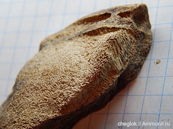 мел, химеры, сеноман, Шацк, Cenomanian, Cretaceous