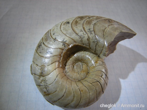 пермь, наутилоидеи, Казахстан, артинский ярус, дендриты, Permian