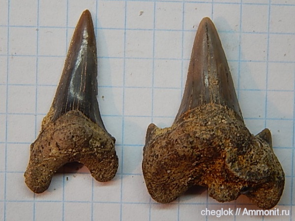 мел, акулы, сеноман, зубы акул, Cretoxyrhina, Варавино, Cenomanian, Cretaceous, shark teeth, sharks