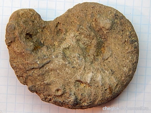 аммониты, мел, Schloenbachia, Ammonites, Варавино, Cretaceous