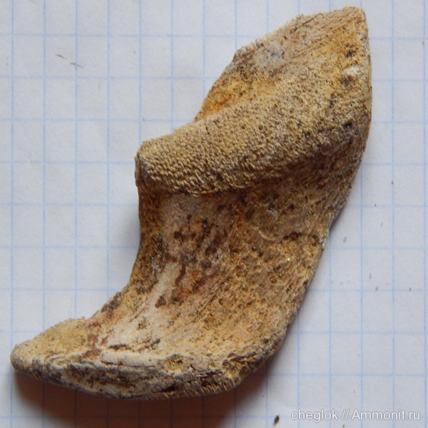 мел, Elasmodus, Варавино, Cretaceous