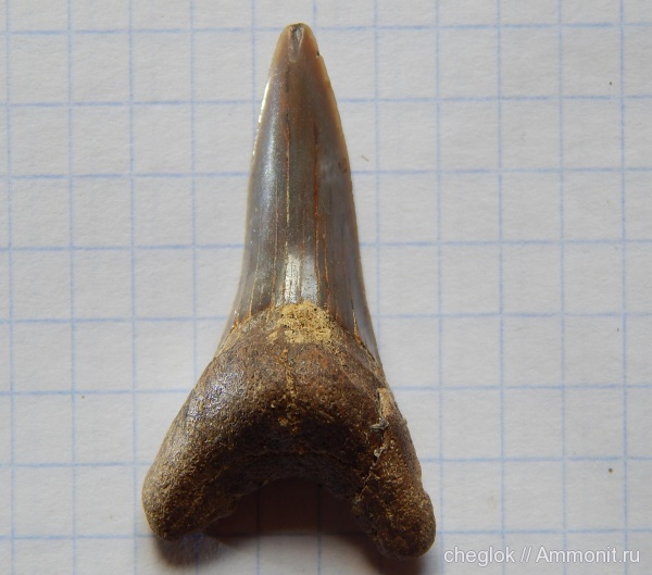 мел, зубы акул, Варавино, Cretaceous, shark teeth
