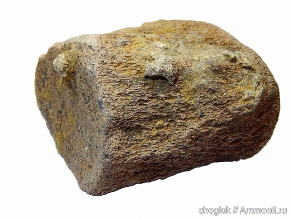 мел, морские рептилии, Варавино, Cretaceous