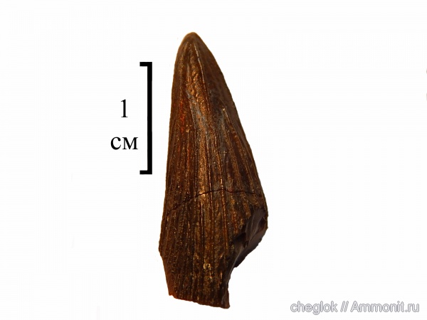 мел, Варавино, зубы рептилий, Cretaceous