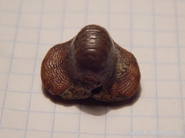 мел, зубы акул, Ptychodus, Варавино, Cretaceous, shark teeth