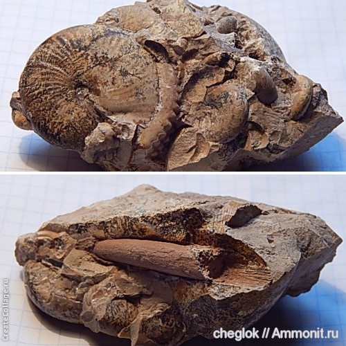 аммониты, пермь, окаменевшее дерево, Казахстан, артинский ярус, Ammonites, гора Жиль-Тау, Permian