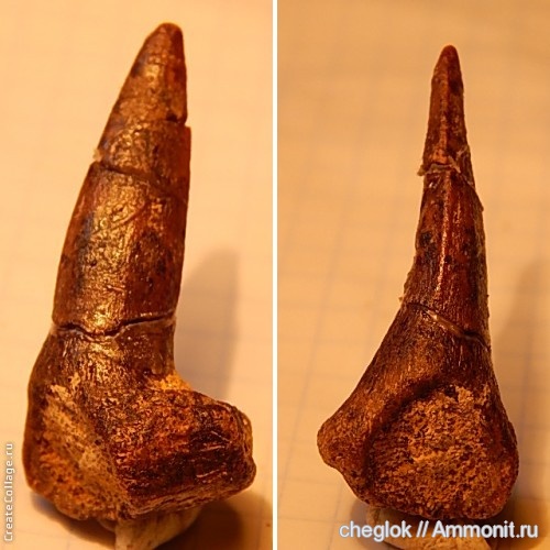 мел, рыбы, позвоночные, Варавино, зубы рыб, Cretaceous, fish, fish teeth