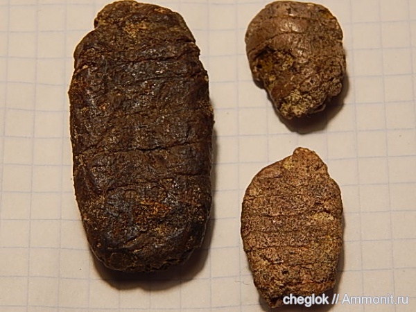 мел, рыбы, позвоночные, копролиты, Варавино, Cretaceous, fish