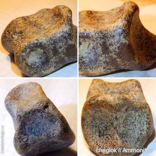 рептилии, Казахстан, ранний мел, Ornithomimosauria, Байбадши