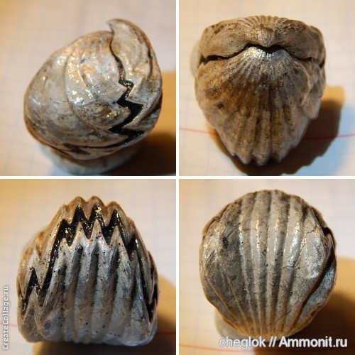 брахиоподы, юра, Mosquella oxyoptycha, Mosquella, Jurassic