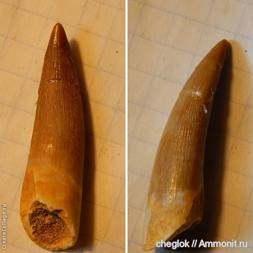 мел, плезиозавры, Марокко, зубы рептилий, Zarafasaura, зубы морских рептилий, Cretaceous