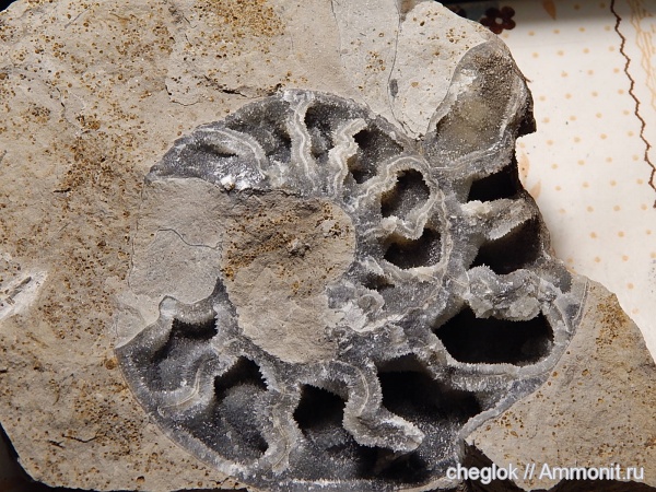 аммониты, юра, Пески, Quenstedtoceras, Ammonites, Jurassic