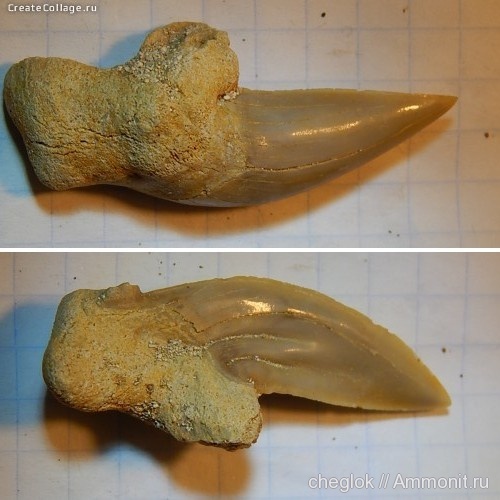 палеоген, Марокко, зубы акул, Otodus obliquus, shark teeth