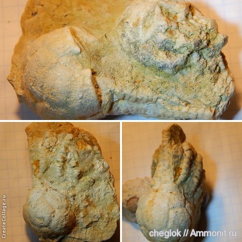 морские лилии, иглокожие, карбон, Цемгигант, Ulocrinus, Cromyocrinidae