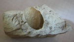 Яйцо змеи Ophidienovum buxowillanum, Bouxwiller, Франция, эоцен, лютетский век