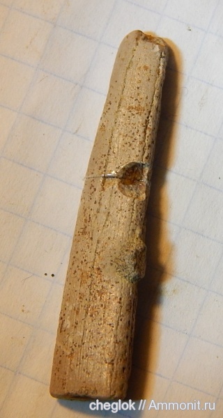 мел, химеры, сеноман, Варавино, ихтиодорулиты, Cenomanian, Cretaceous