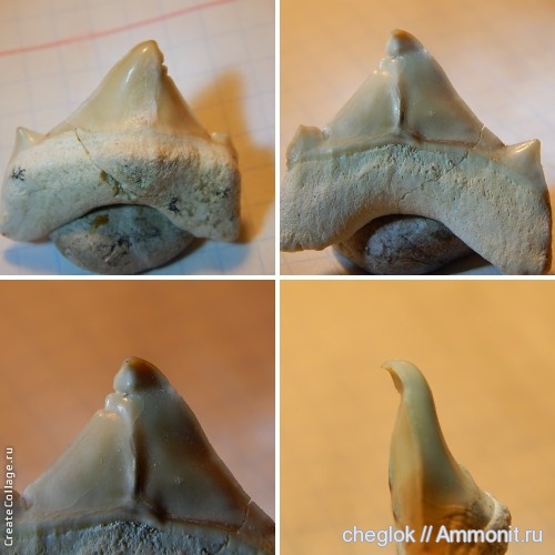 палеоген, Марокко, зубы акул, Otodus obliquus, shark teeth