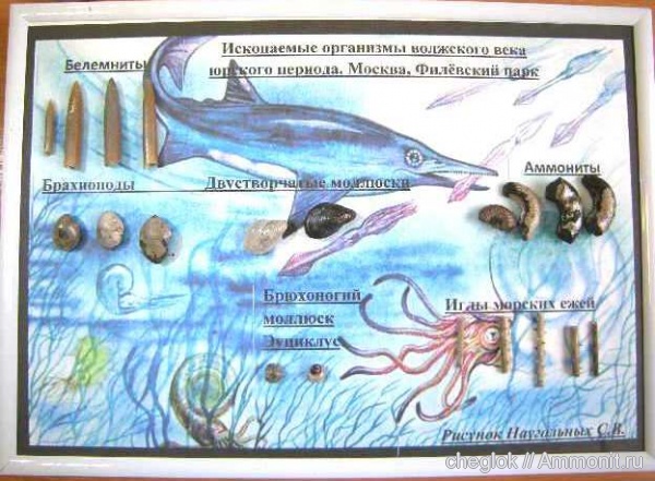 аммониты, гастроподы, иглокожие, юра, Ammonites, Jurassic