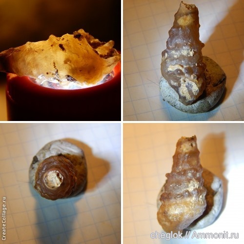 гастроподы, эоцен, Марокко