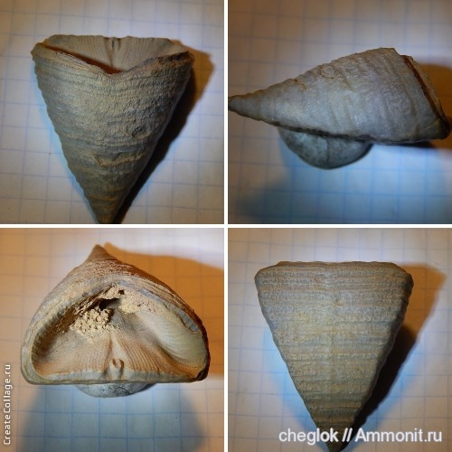 девон, кораллы, Марокко, Devonian, Rugosa, Calceola, Calceola sandalina, Smara