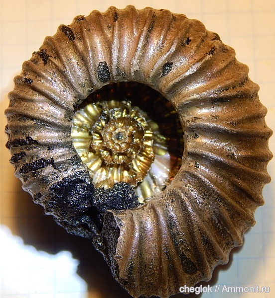 аммониты, юра, Lomonossovella, Ammonites, Jurassic