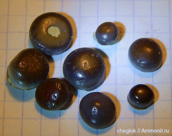 мел, Карачаево-Черкессия, зубы рыб, Cretaceous, fish teeth