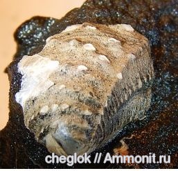 юра, Фили, двустворчатые моллюски, беспозвоночные, Myophorella, Myophorella intermedia, Jurassic