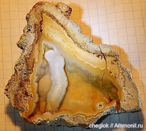 палеоген, кораллы, США