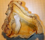 окаменевший коралл из США