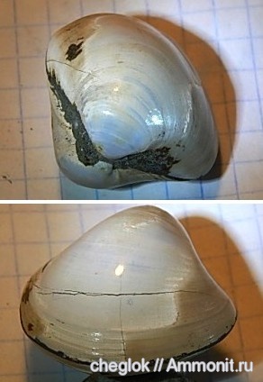 юра, двустворчатые моллюски, Мадагаскар, Jurassic