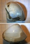 двустворчатый моллюск из Мадагаскара